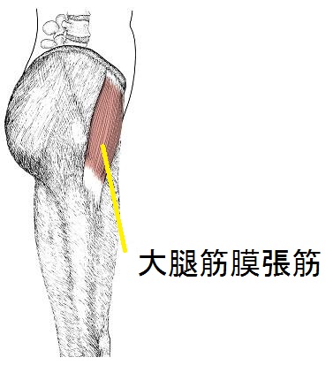 「大腿筋膜張」の画像検索結果