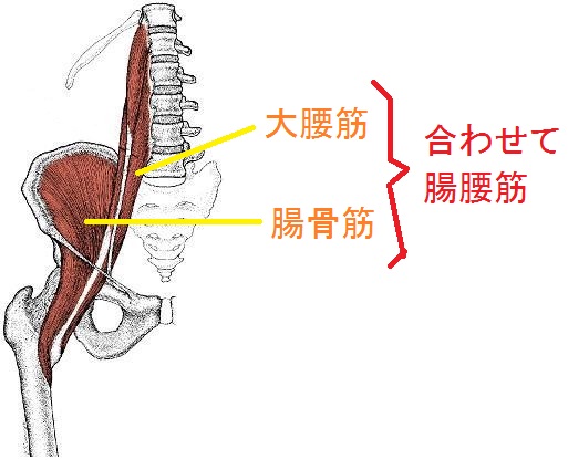腸腰筋の図