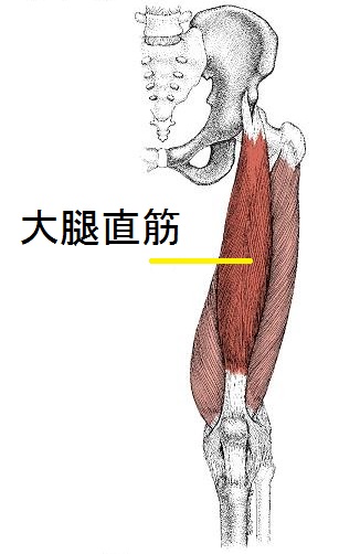 大腿直筋の図