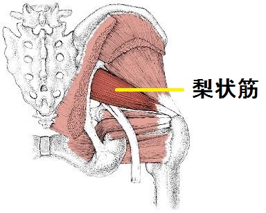 梨状筋の解剖図