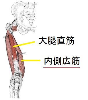 内側広筋の解剖図